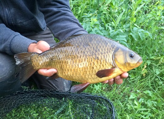 Fish for sale carp in Suffolk