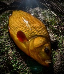 rocklands mere crucian