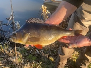 rocklands mere perch