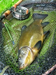 rocklands mere fishery tench